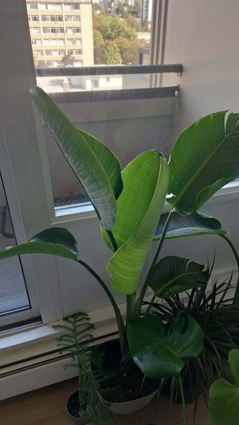 Bird of Paradise Plant - photo 3