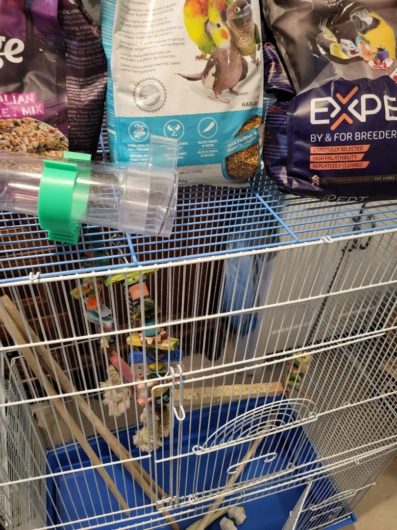 Bird cage with Bird Food and toys