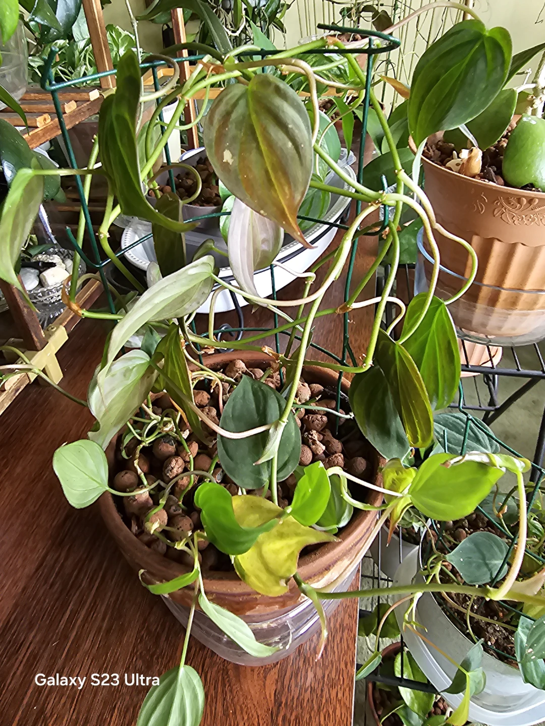 Philodendron Brasil Plant