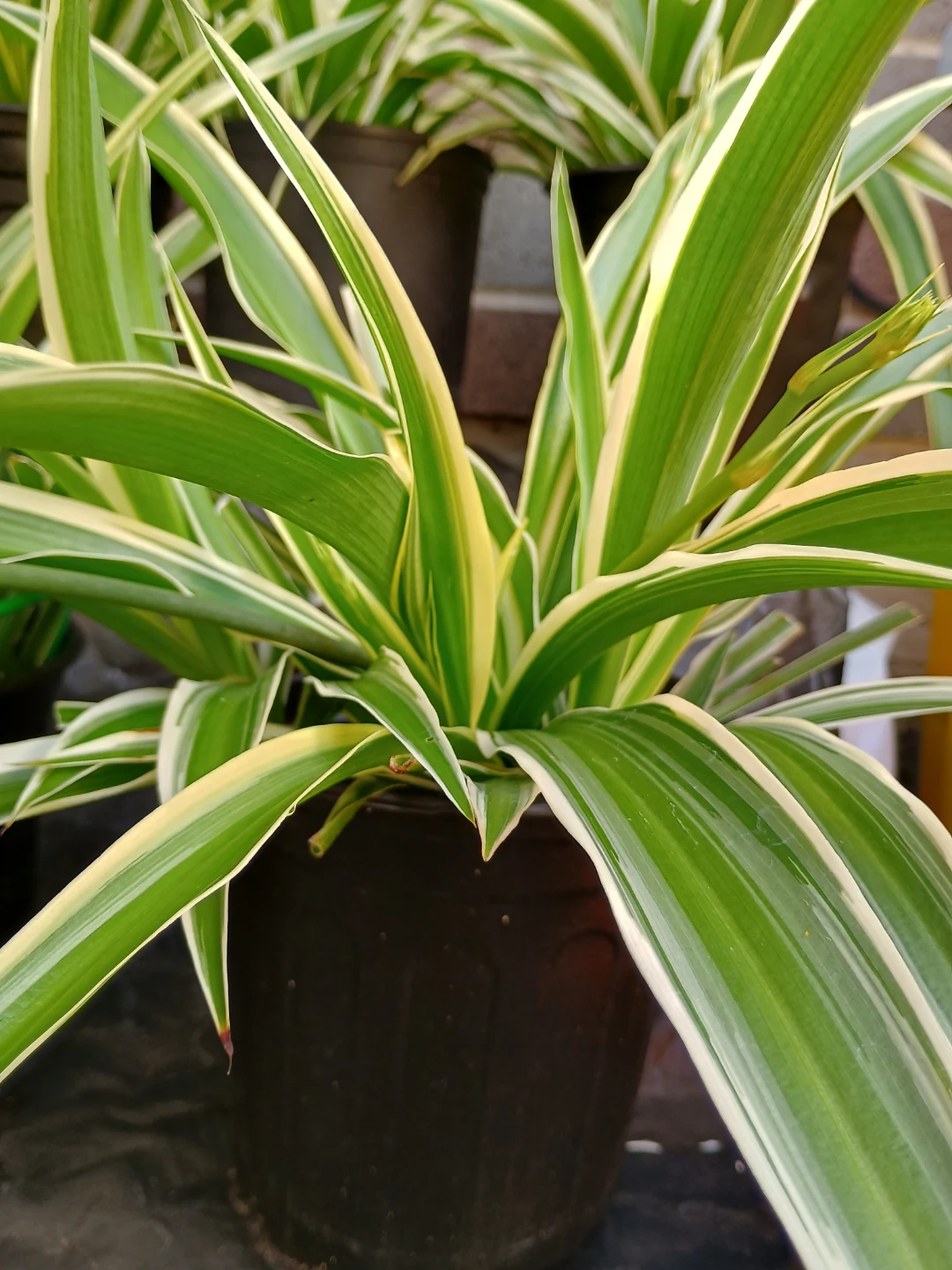 Spider Plant - Variegated