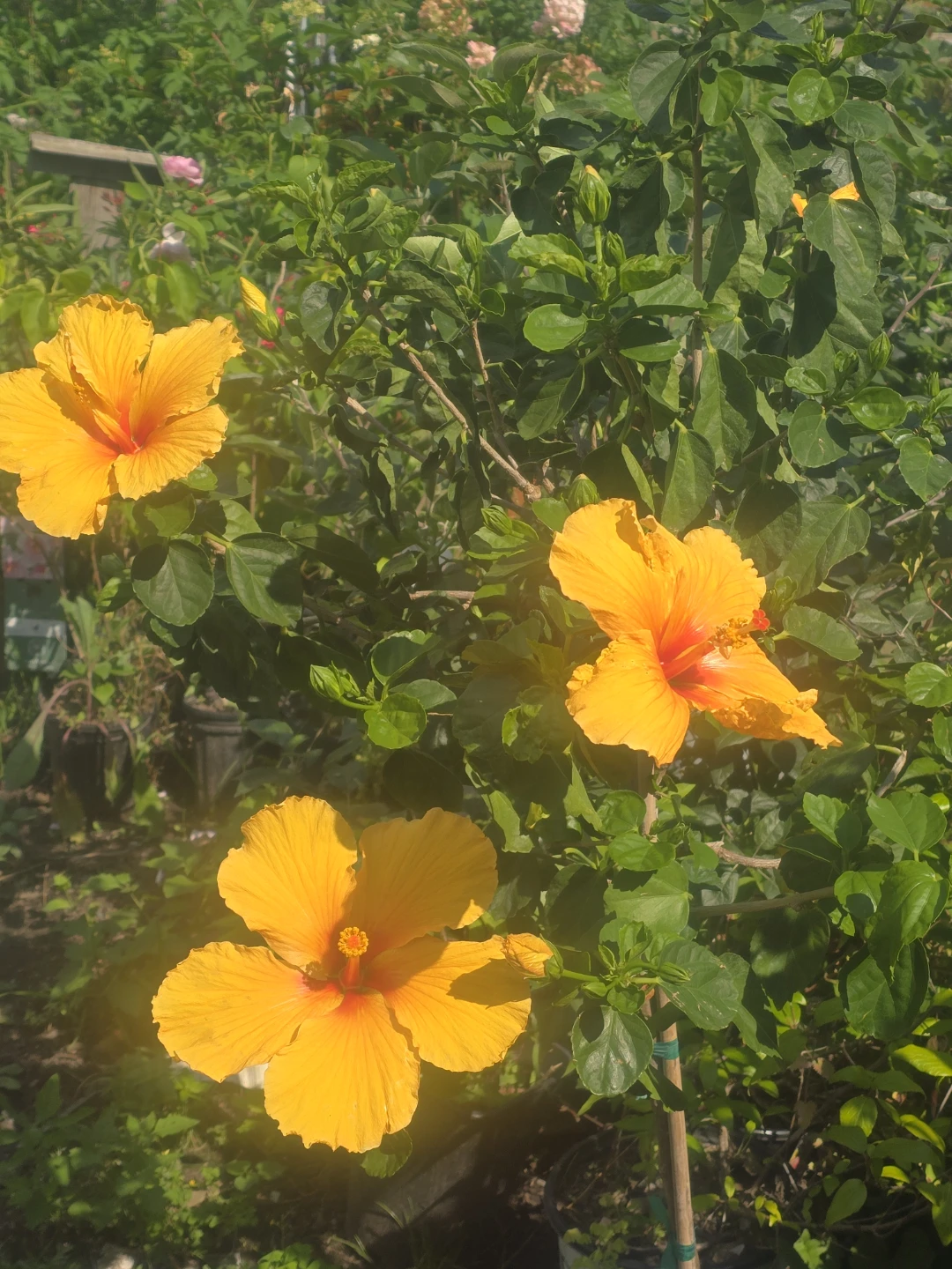 Yellow Hibiscus  standard tree.  In 10"pot - photo 4