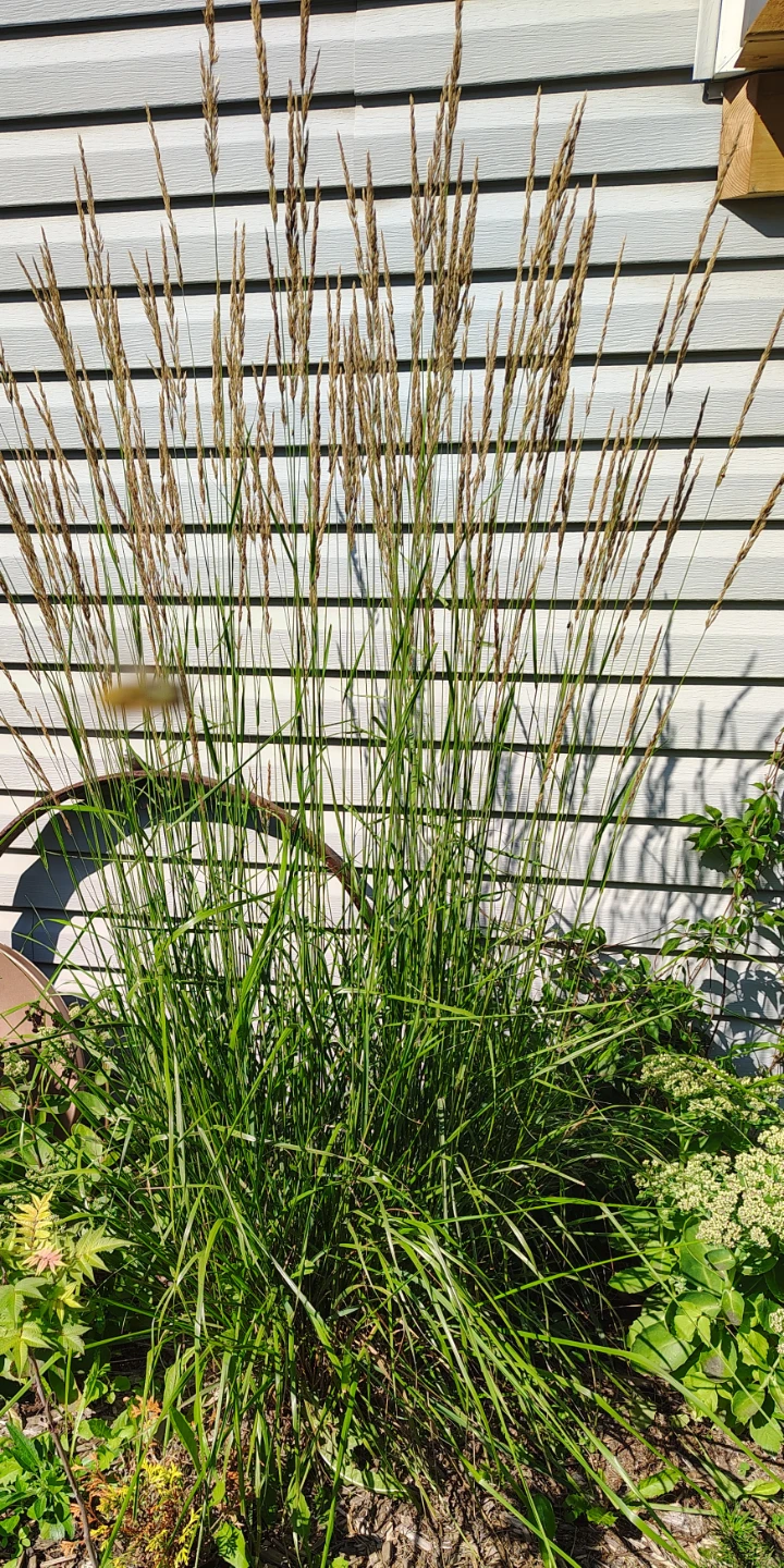 Ornamental grasses