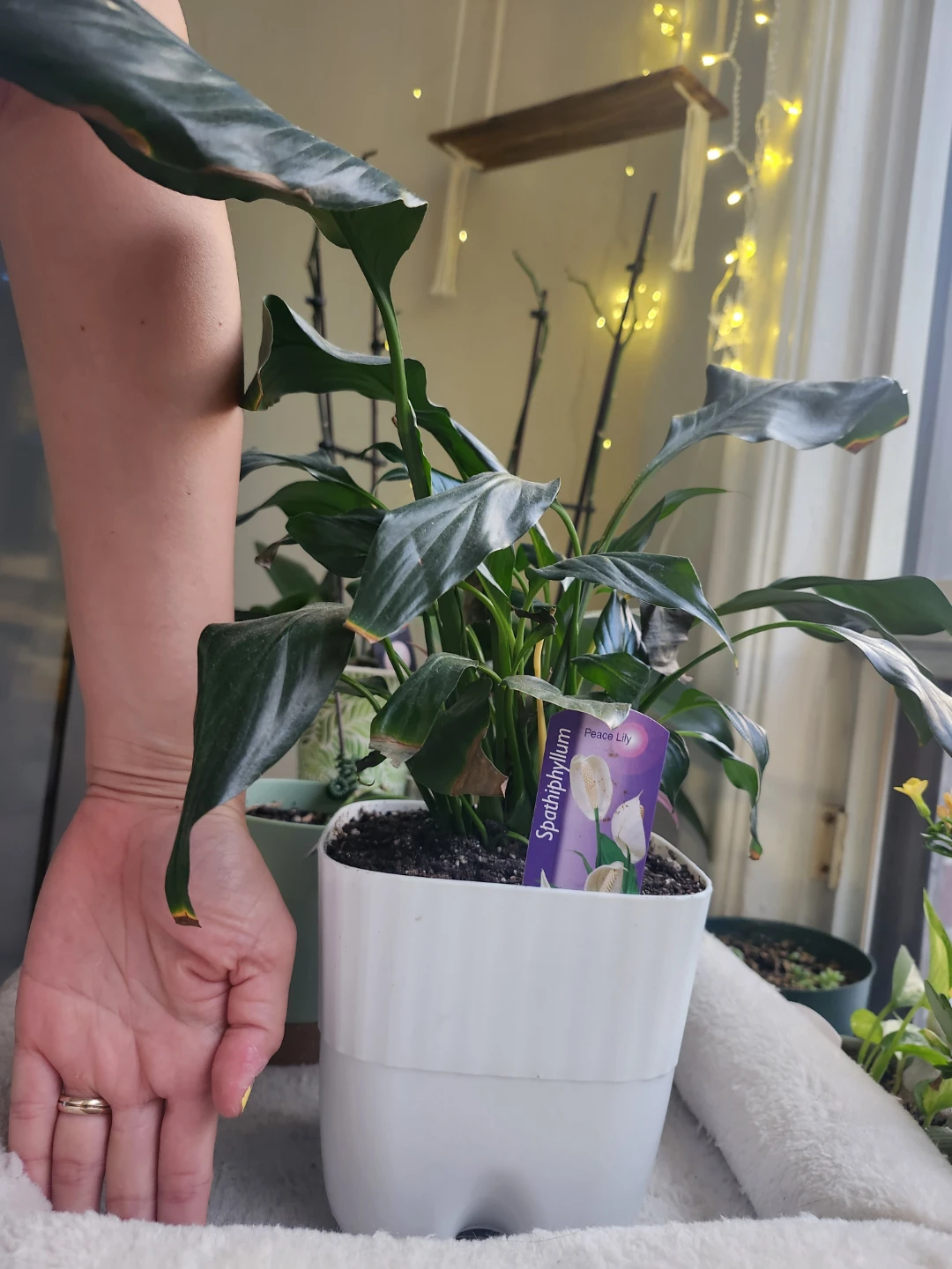 Peace Lily Plant (Spathiphyllum)