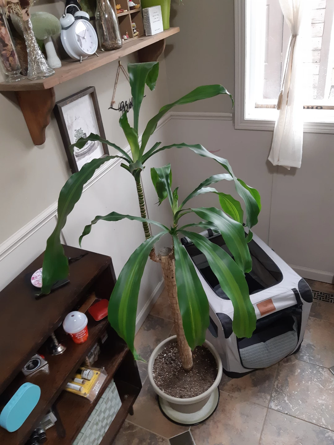 Large Draceana / Corn Plant - photo 2