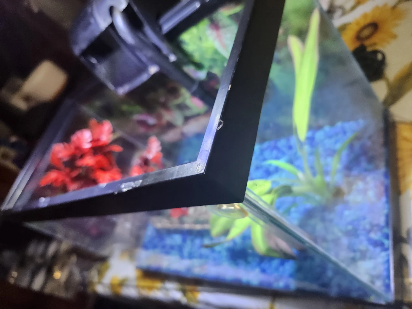 Full Set Up 5 gal Aquarium with 5 Guppies (light, filter, etc) - photo 4