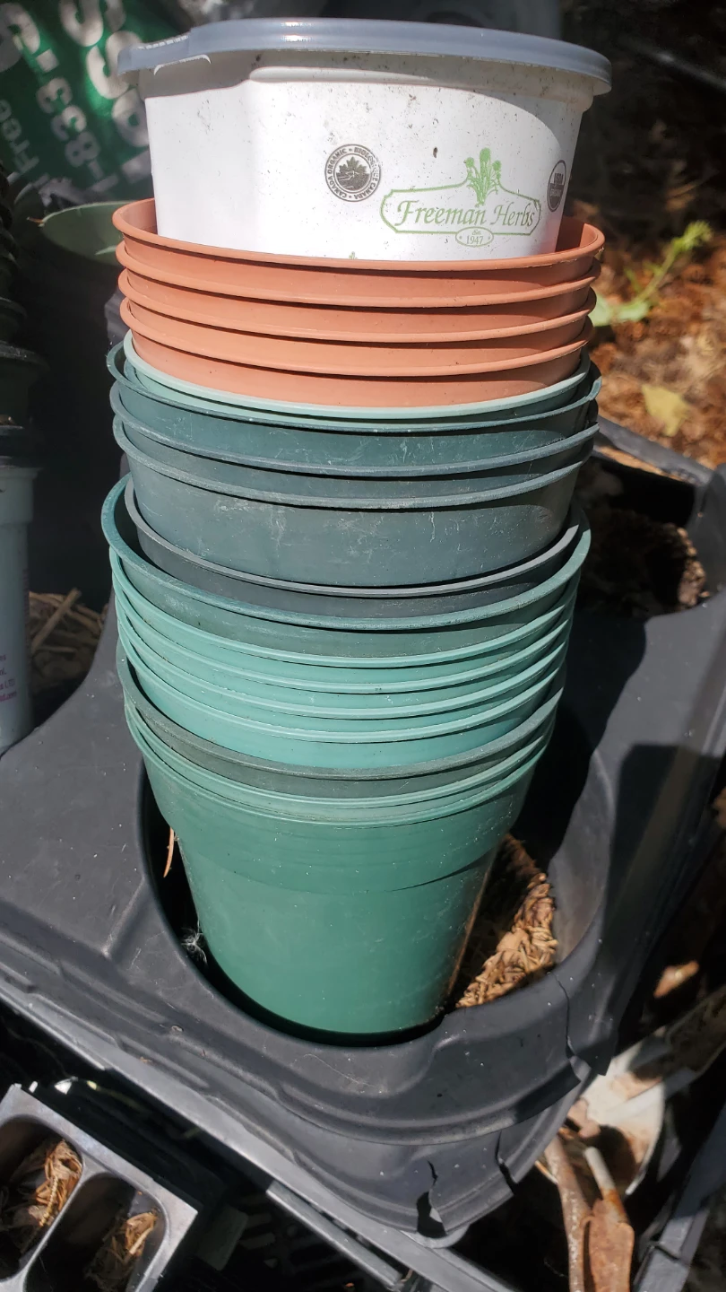 Assorted Plant Pots and Seed Trays