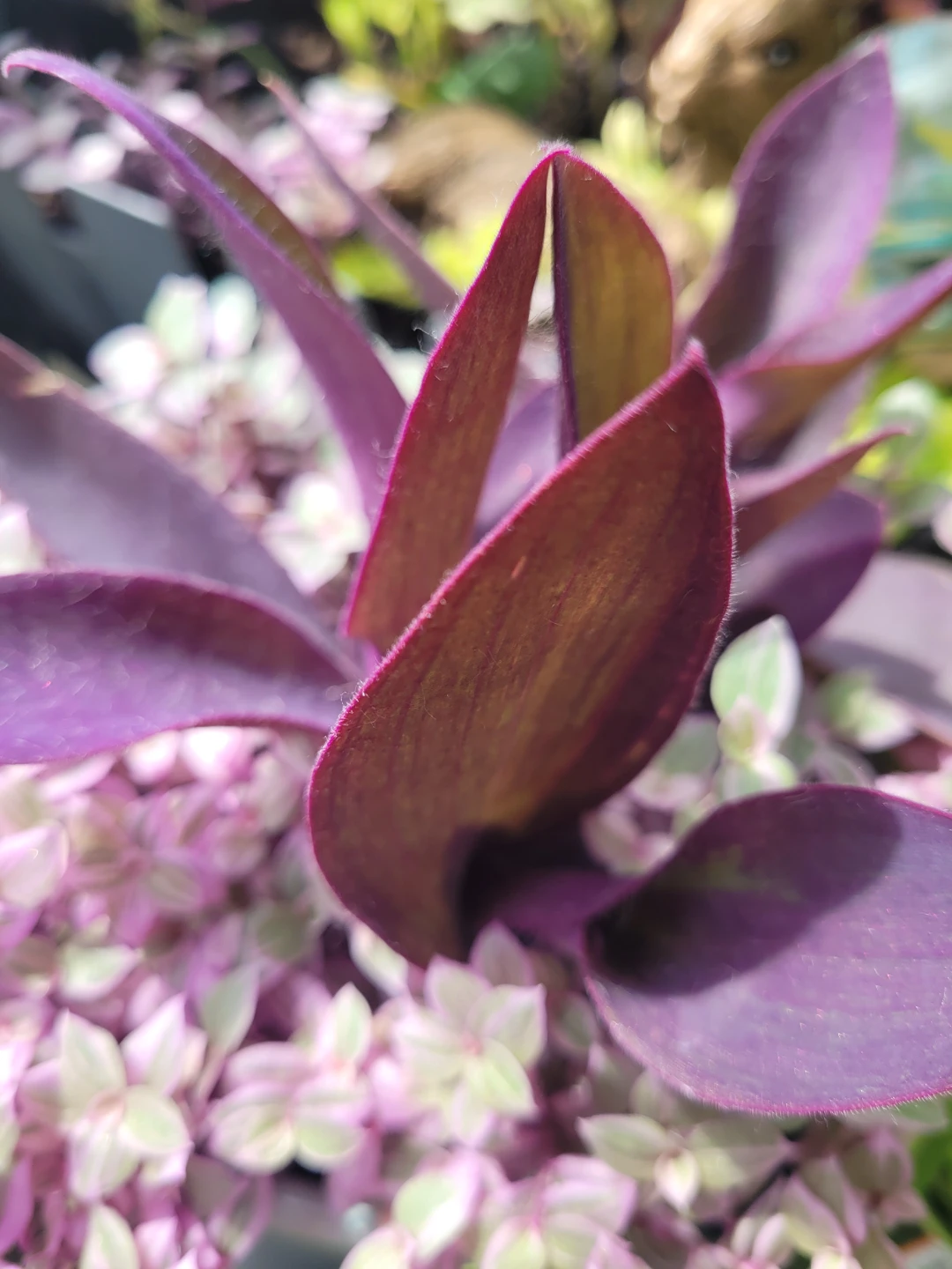 Purple Heart and Tradescantia Plant in Pot - photo 5