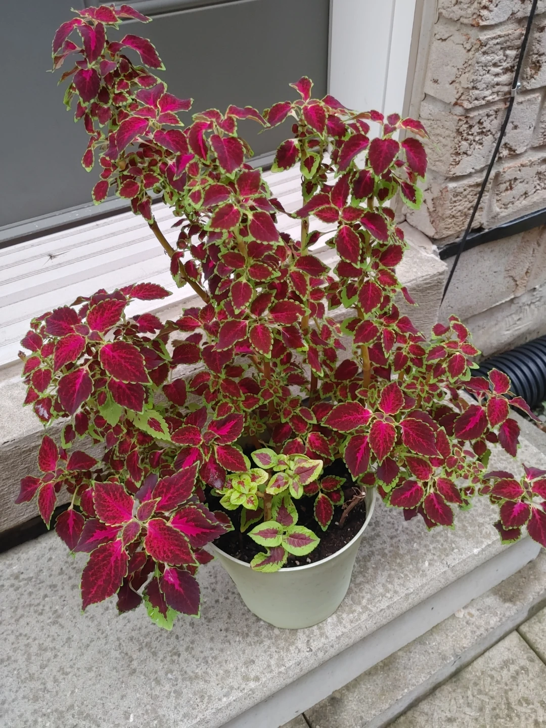Coleus Plant in Pot