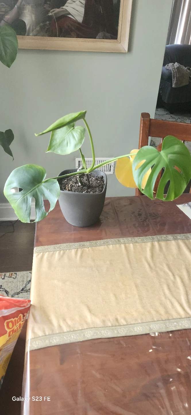 Monstera Deliciosa Plant
