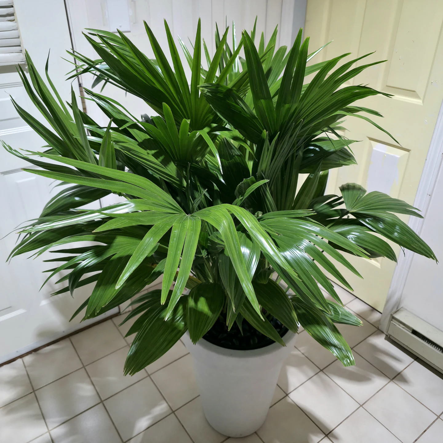 4.5ft Chinese Palm Plant in White Pot | ✅️ Delivery Available - photo 2