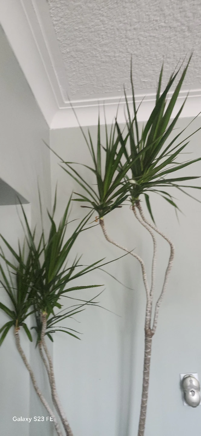Dracaena Marginata Plant - photo 3