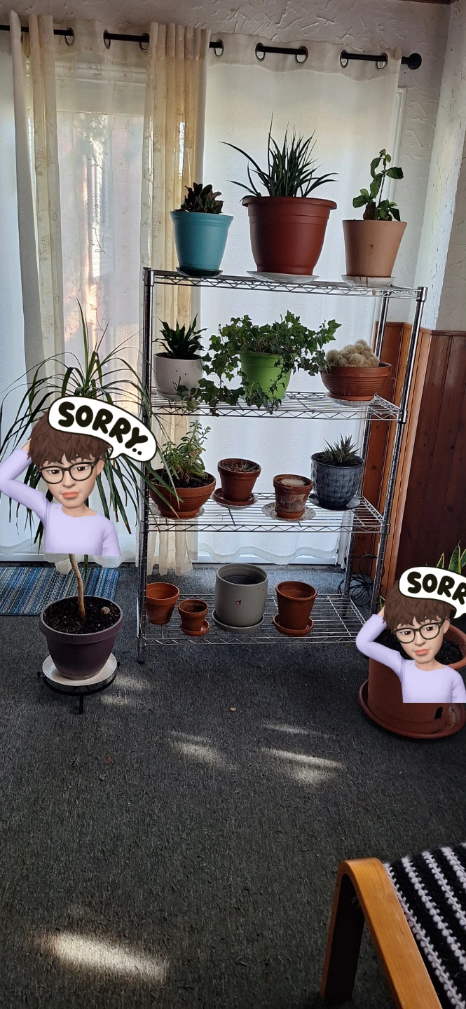 FREE house plants