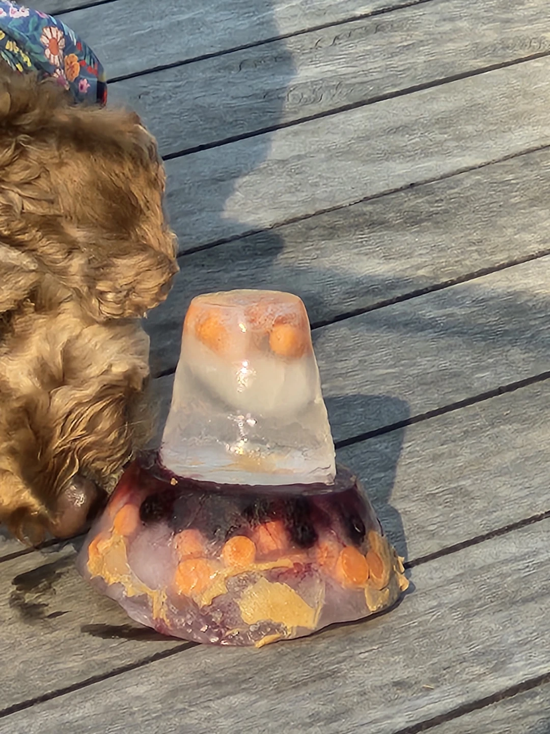 Chien briser a réparer a vos risques