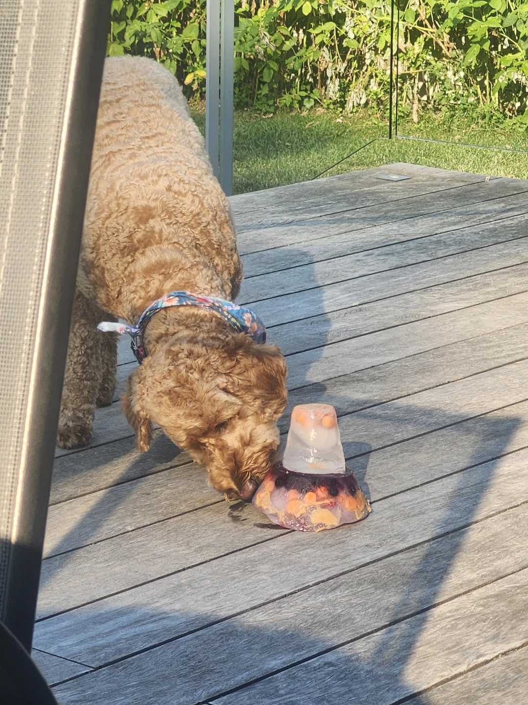 Chien briser a réparer a vos risques - photo 3