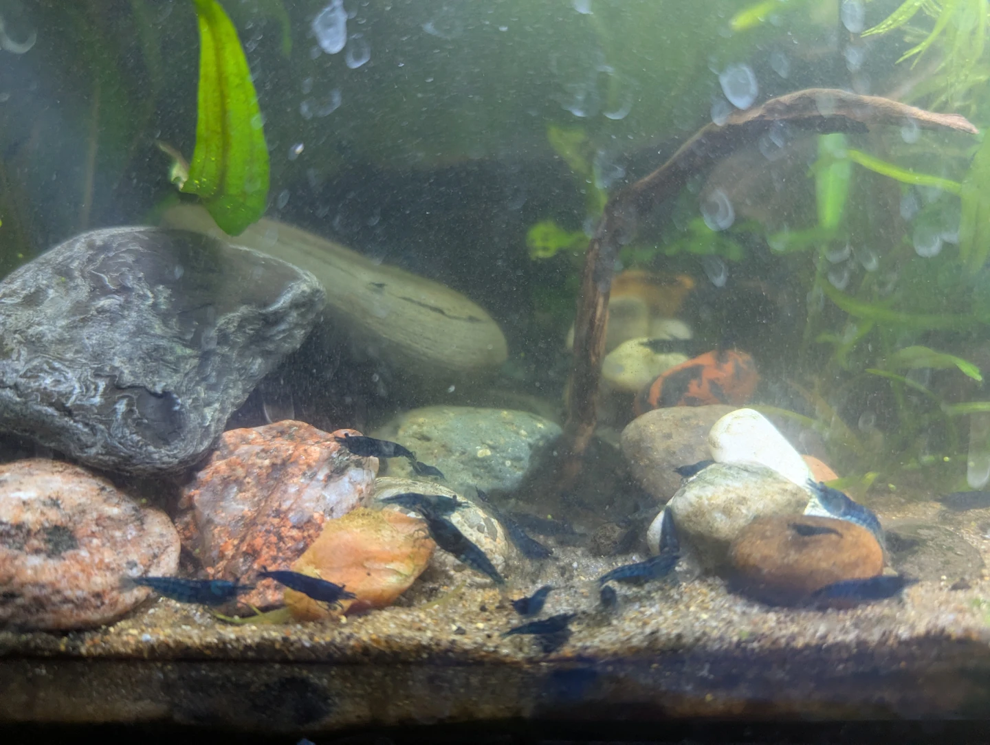 Blue Cherry Shrimp - photo 2