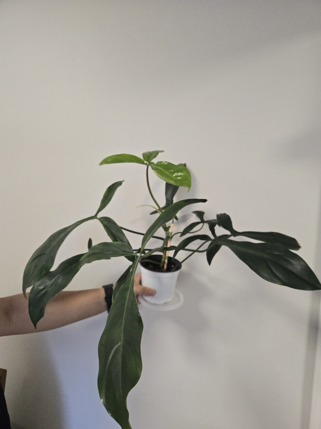 Philodendron 69686 in 4.3"pot