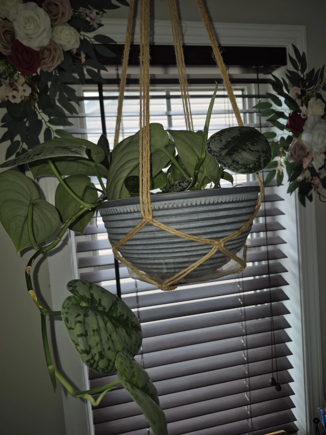 Scindapsus Pictus 'Exotica' Houseplant - photo 3