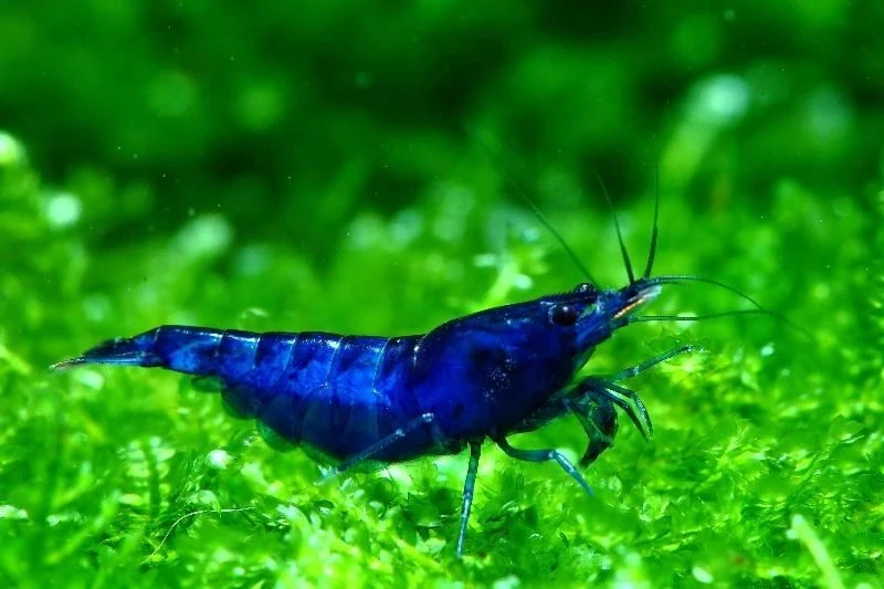 Blue Cherry Shrimp