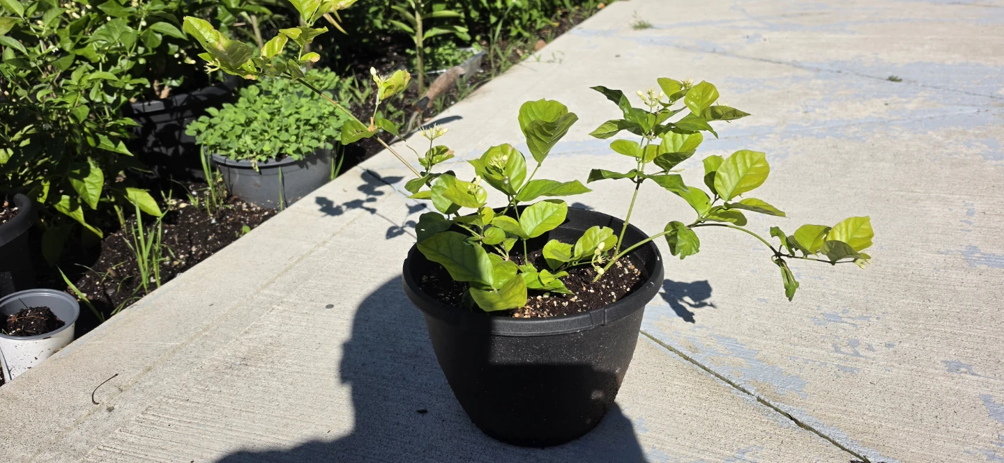 Jasmine Plant in Pot - photo 3