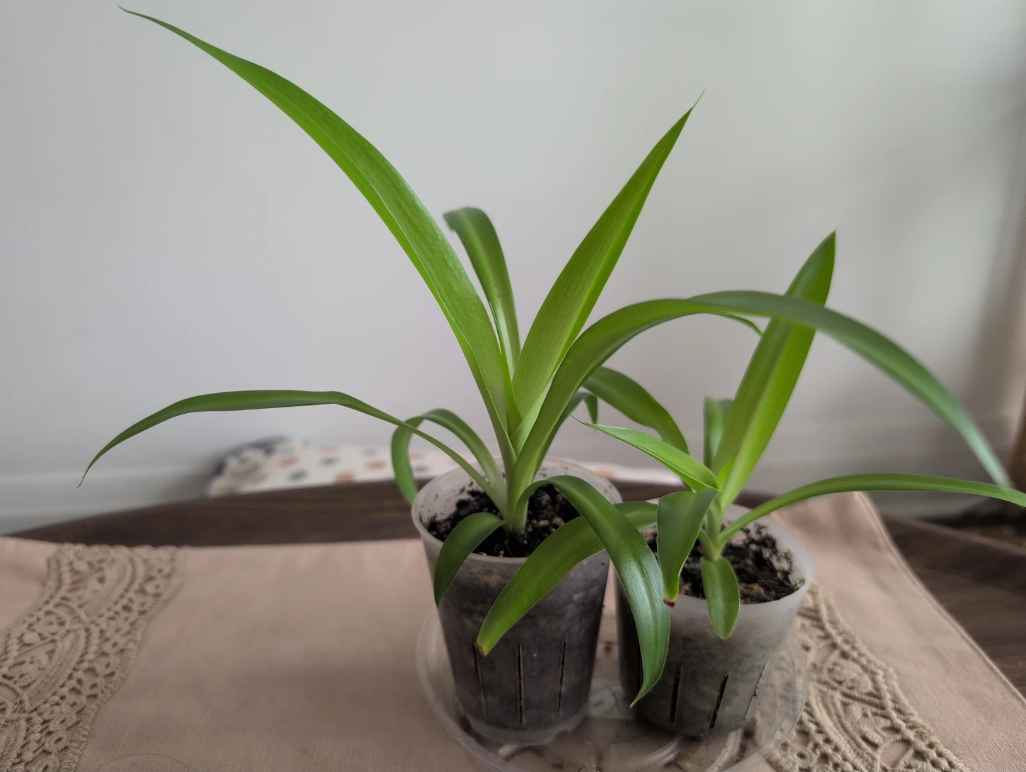 Spider Plant Pup