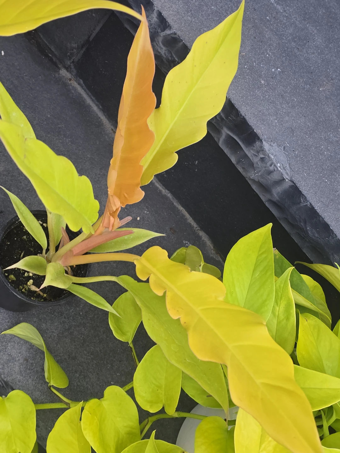 Philodendron ring of fire golden - photo 5