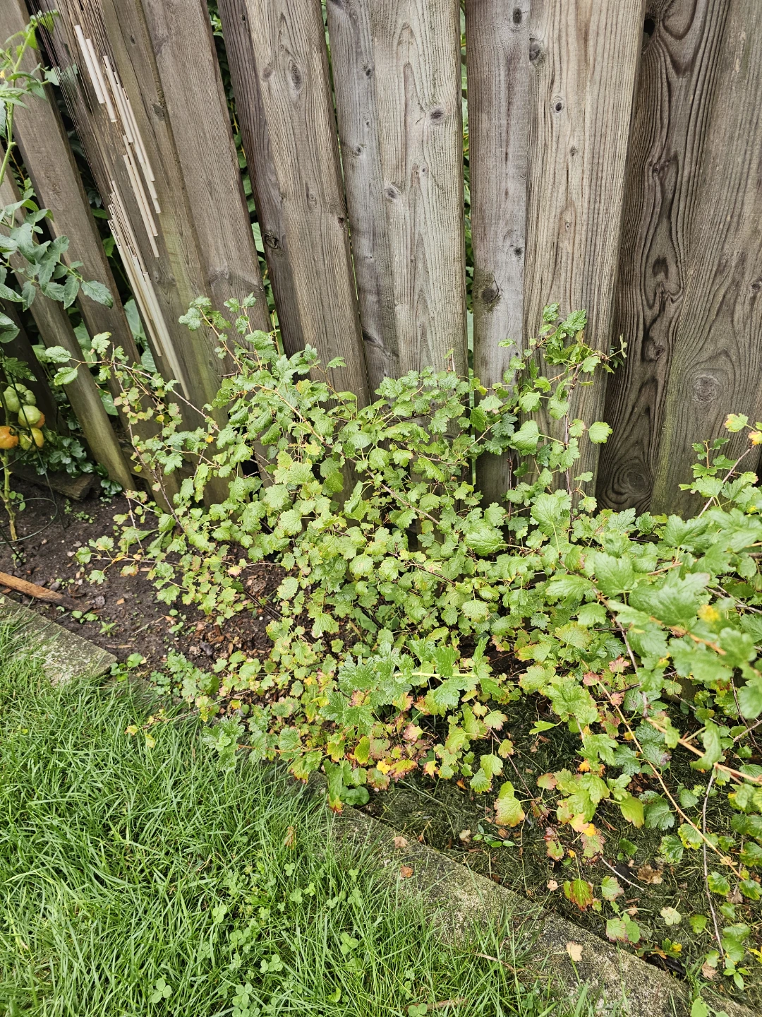 Established gooseberry  bush - photo 3