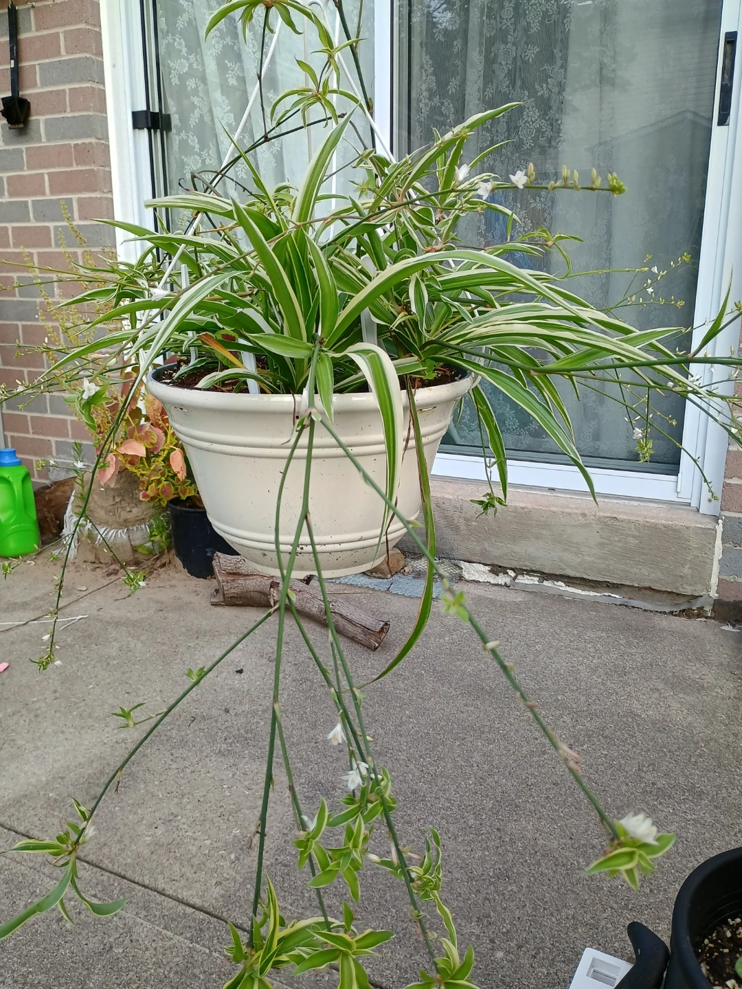 Spider Plant