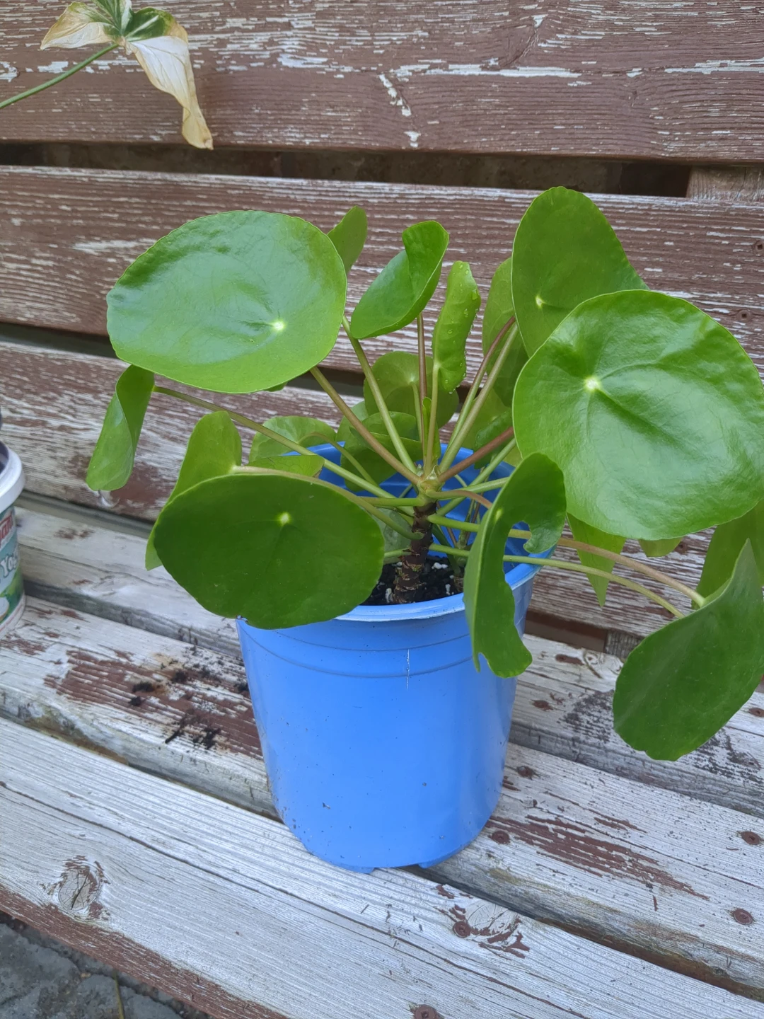 Pilea Plant in Blue Pot