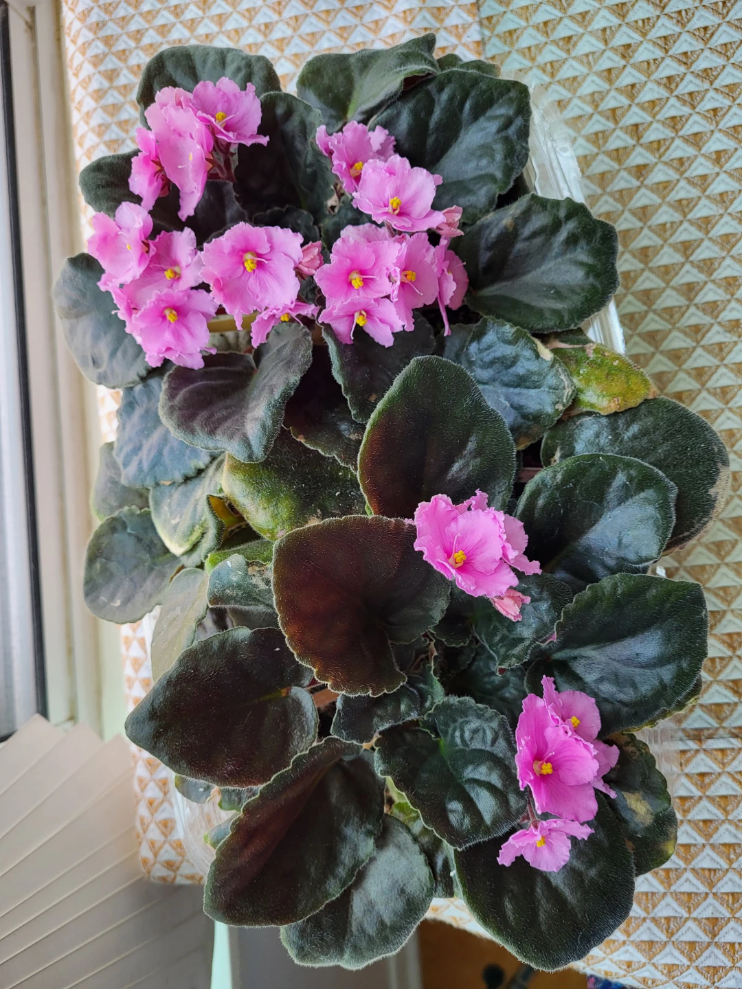 African Violet Plant - Pink Flowers