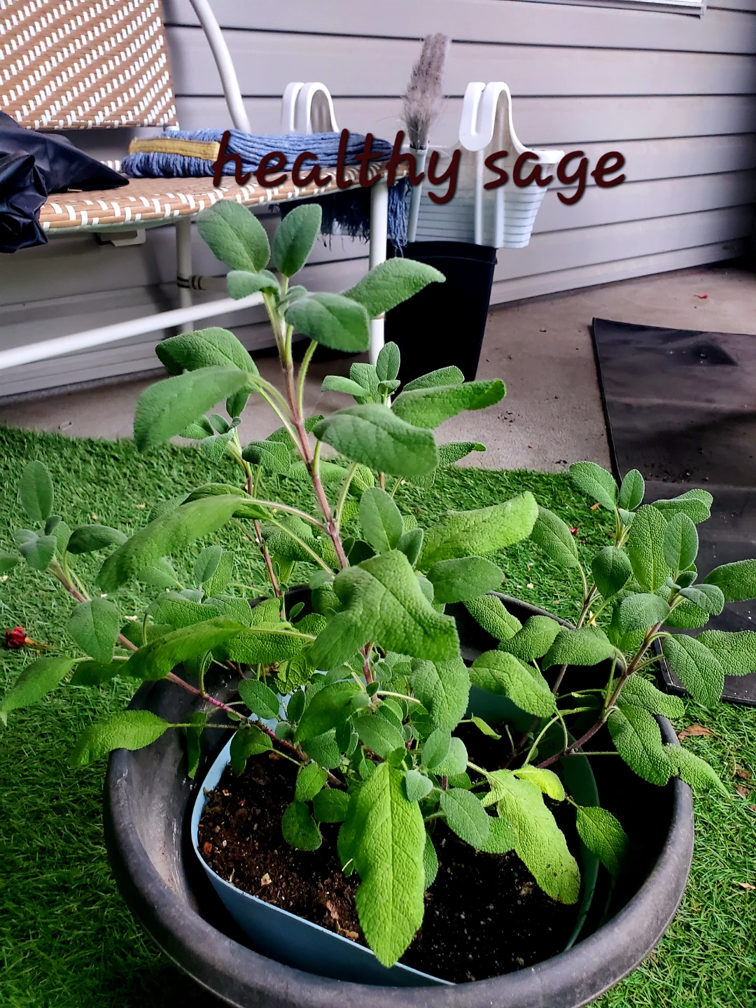 Herbs - photo 2
