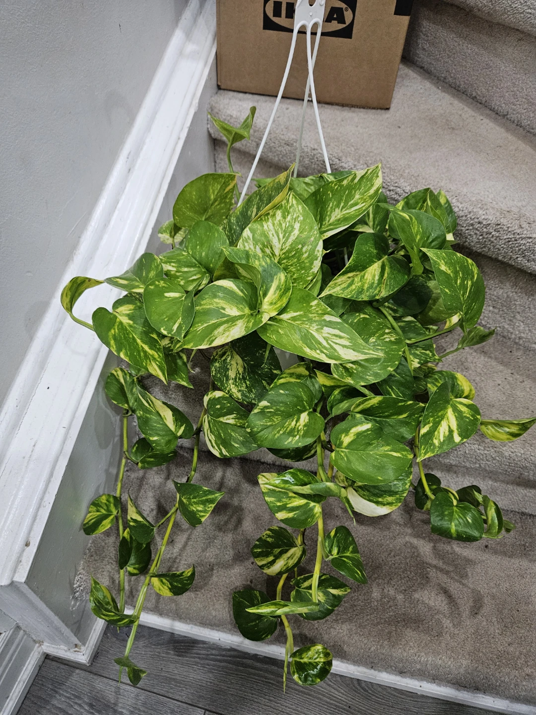 Pothos Hanging Plant - photo 2