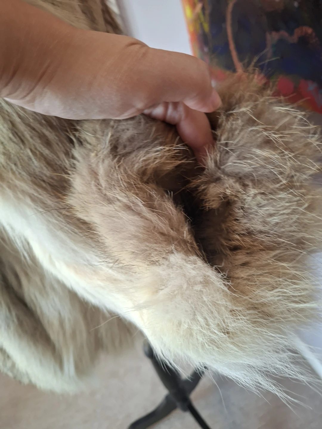 Genuine Vintage Eaton's Natural Fur Jacket | Large Shawl Collar - photo 4