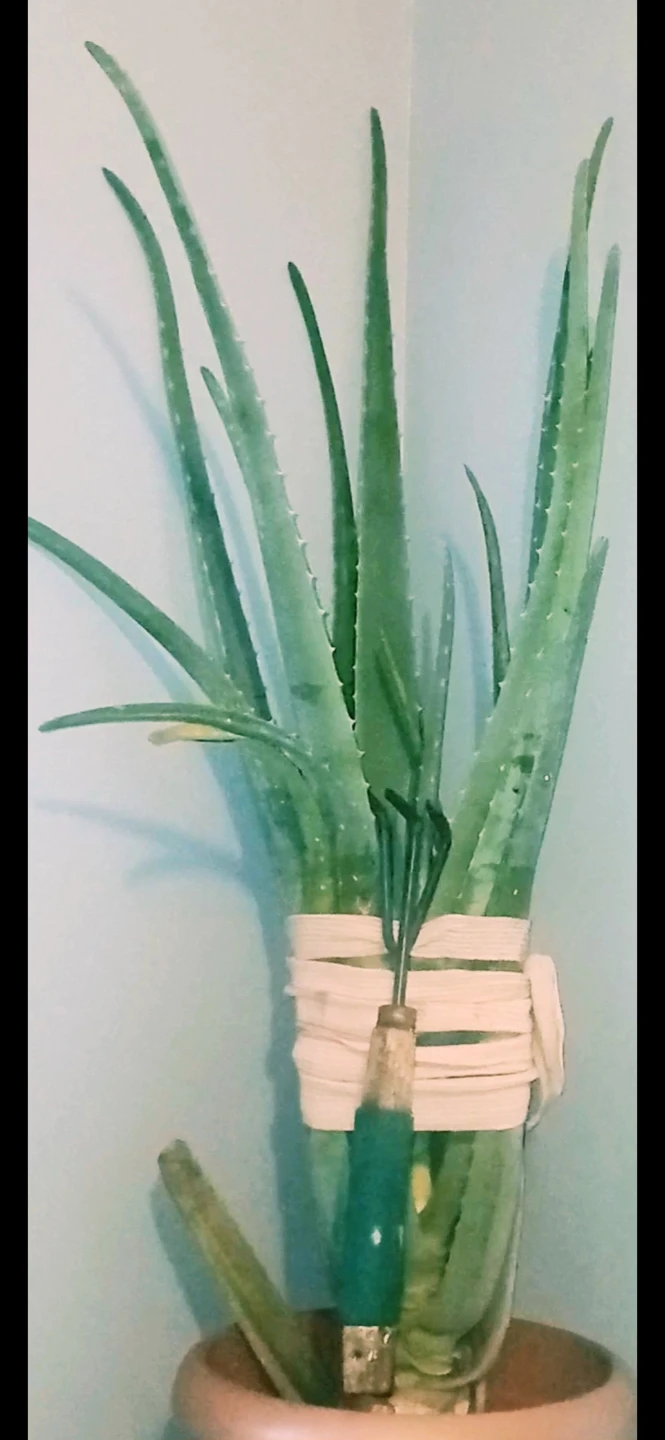 Aloe Vera or Snake Plant etc.. $45-$85 each - photo 3