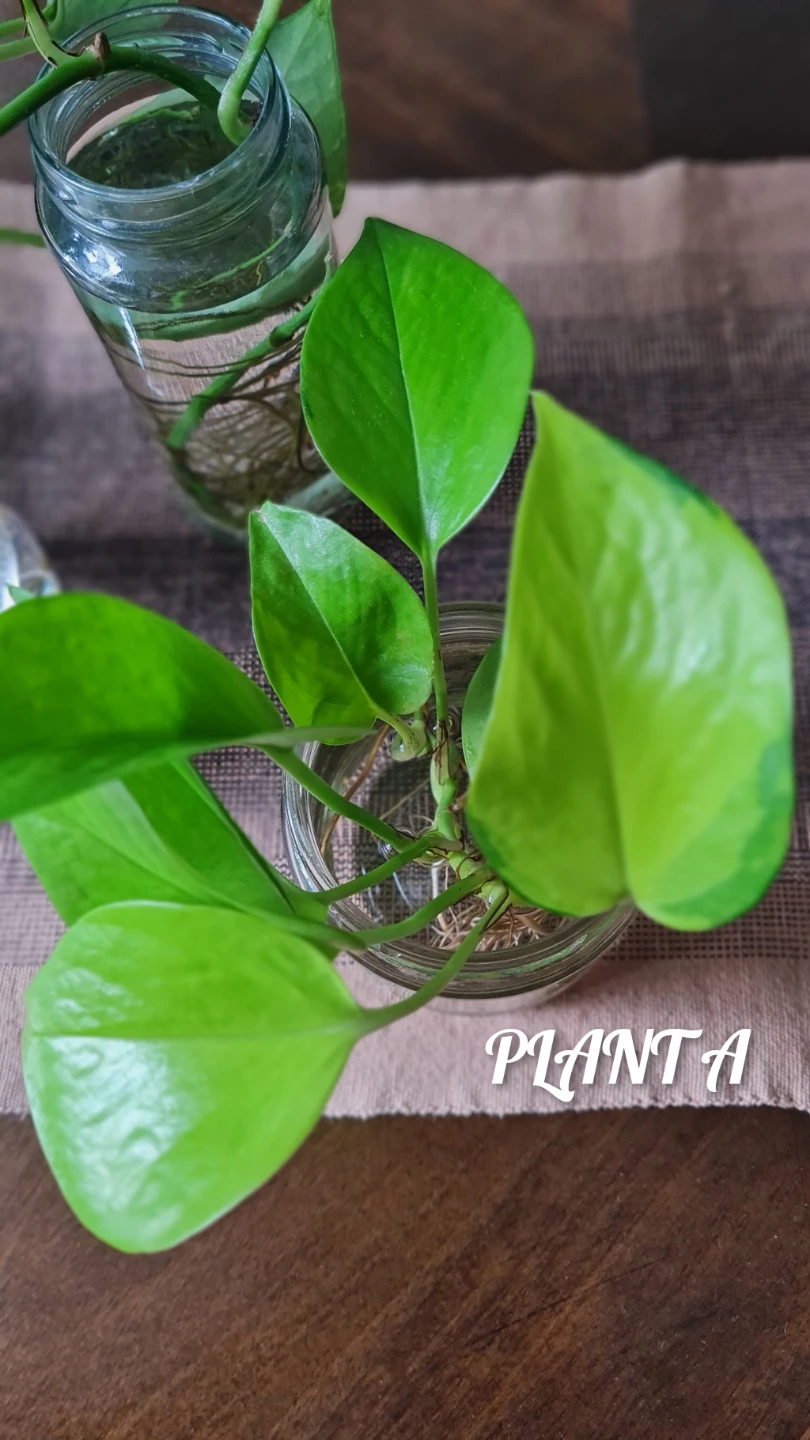 Golden Pothos Rooted in Glass Jars🌿!! $8 each or all for $28 - photo 2