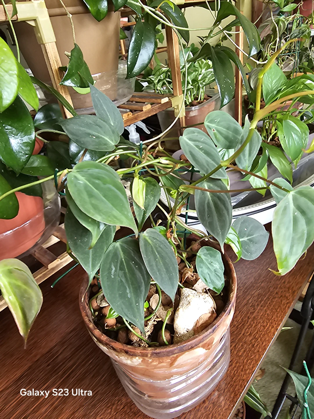 Philodendron Brasil Plant
