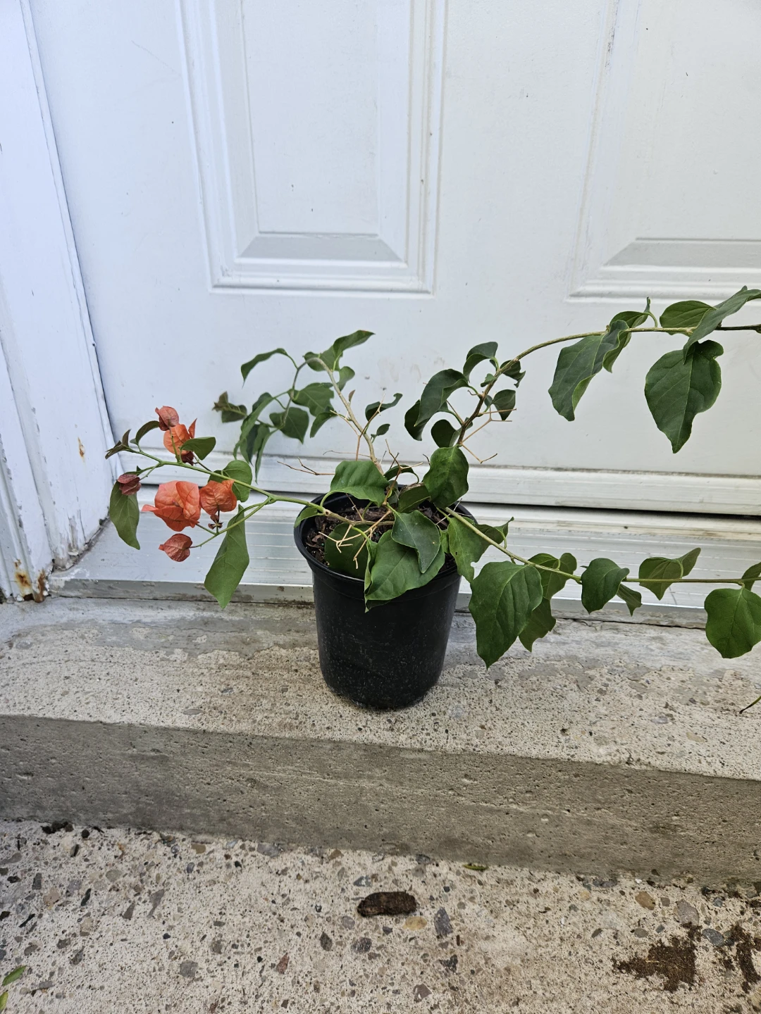 Orange Bougainvillea Plant in Pot - photo 2