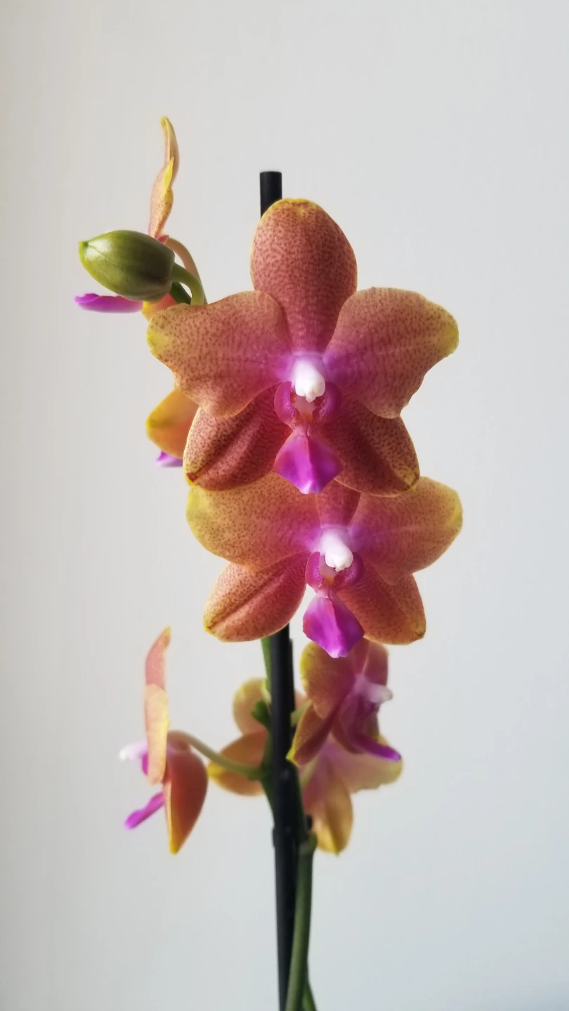 Piccola Phalaenopsis Orchid Plant -3.5inch and White Ceramic Pot - photo 2