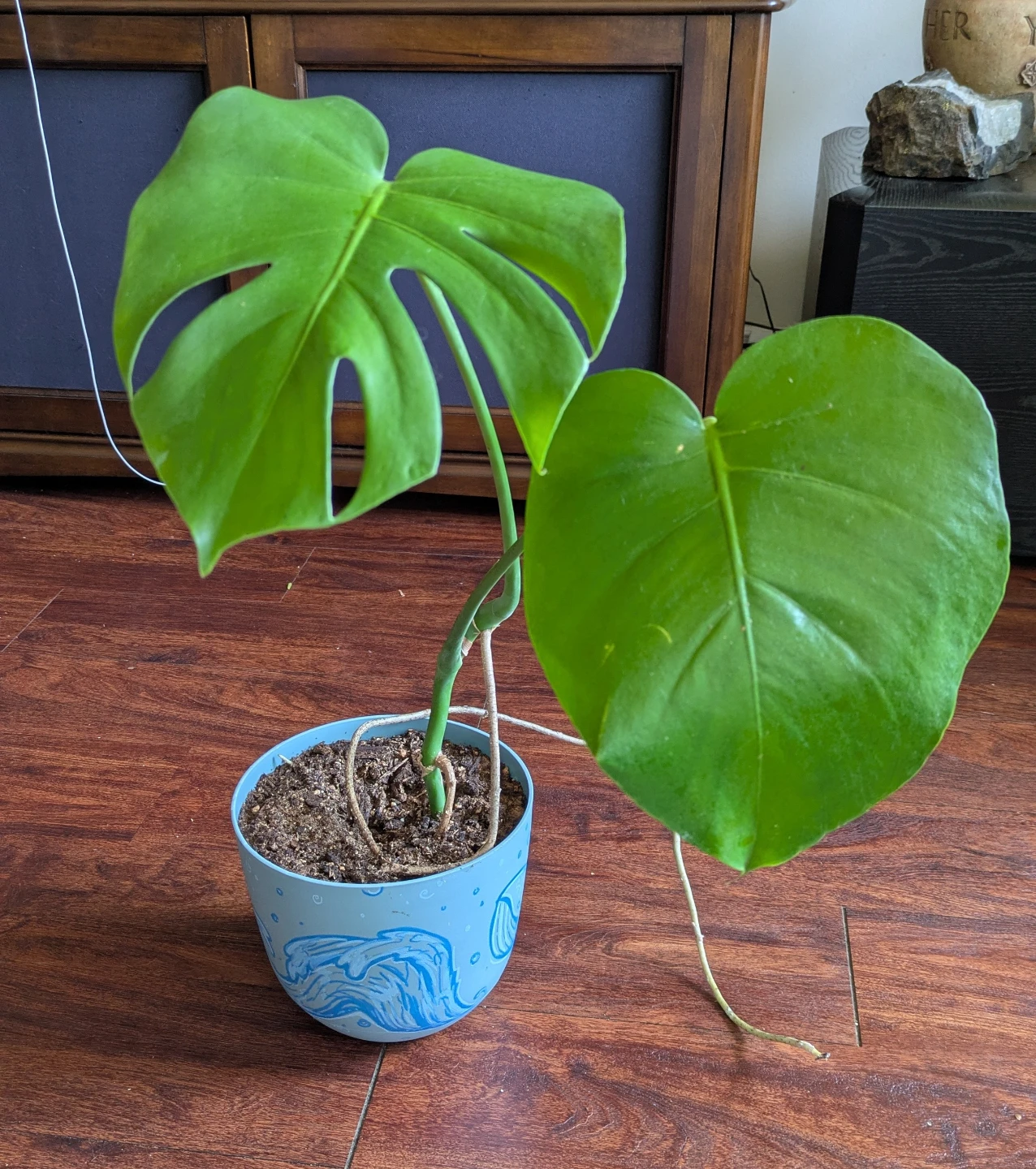 3 Monstera Babies with Decorative Pots
