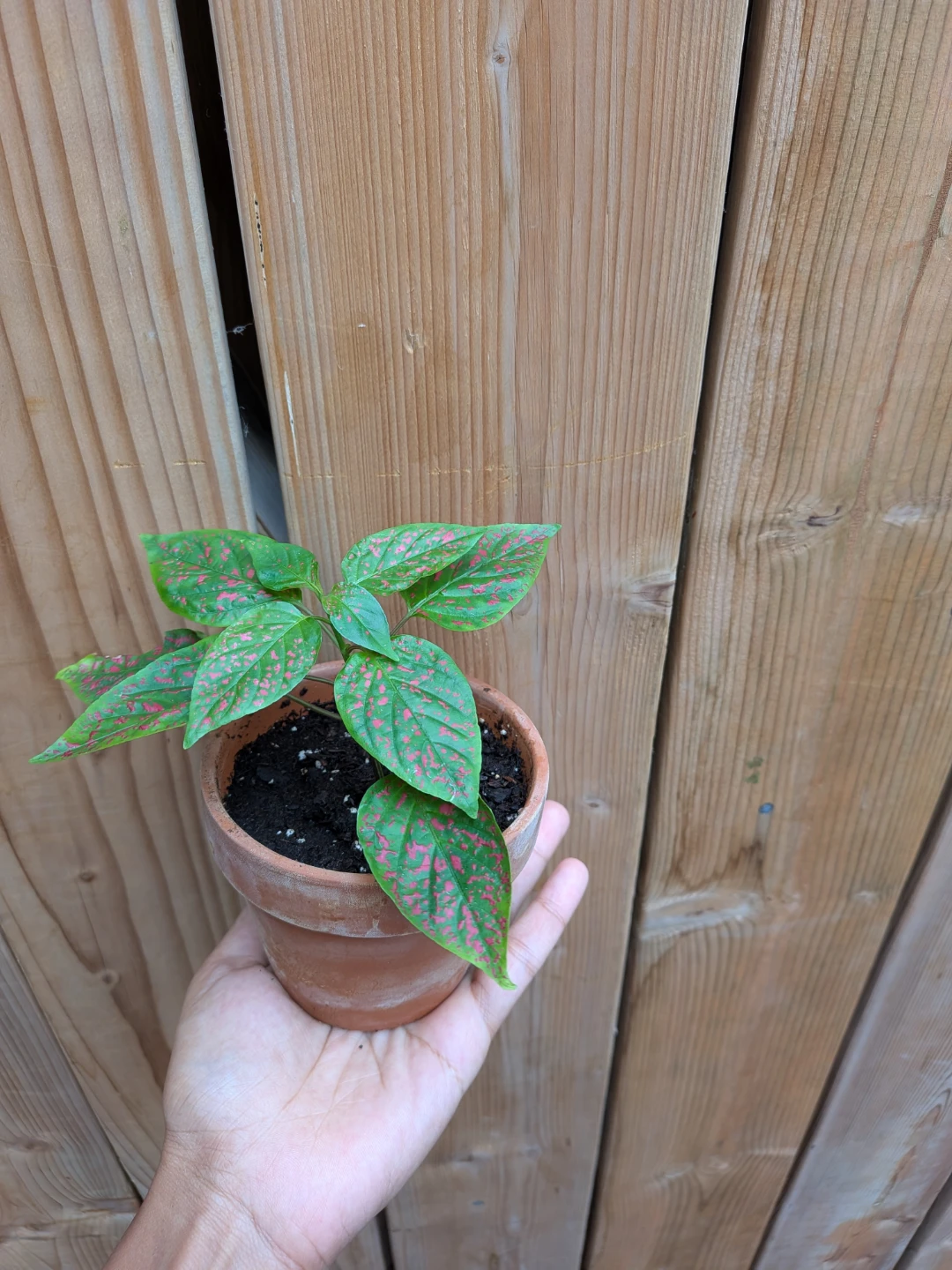 Pink Polka Dot Plant in Terracotta Pot