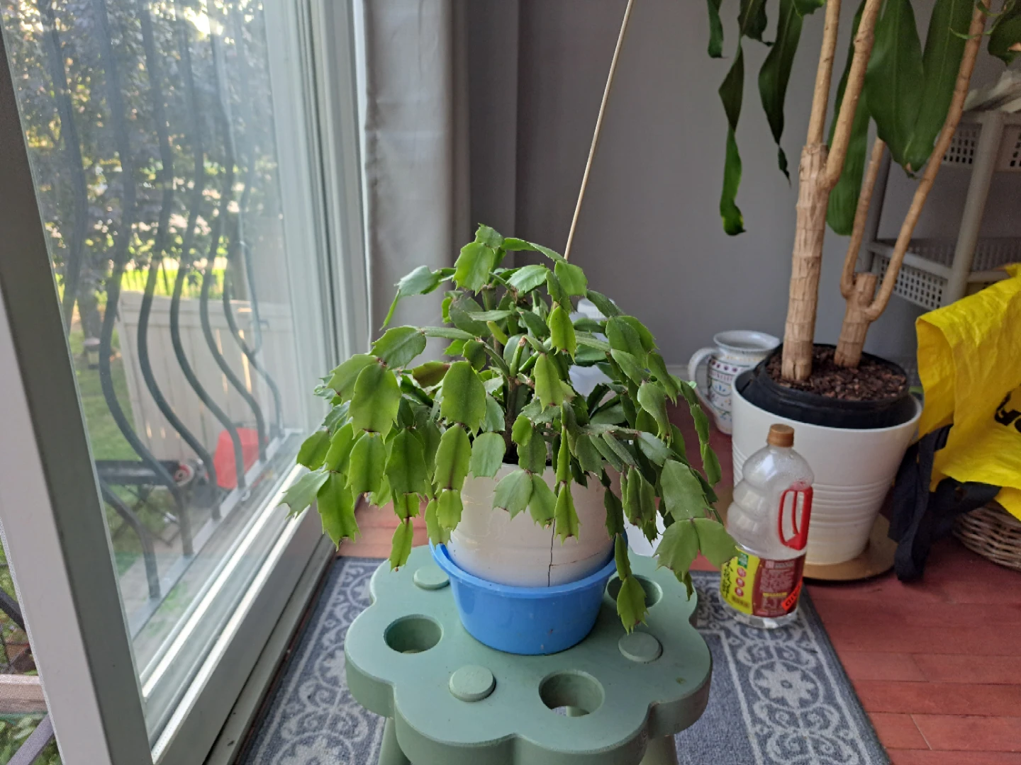 Healthy green Christmas cactus in pot - photo 2
