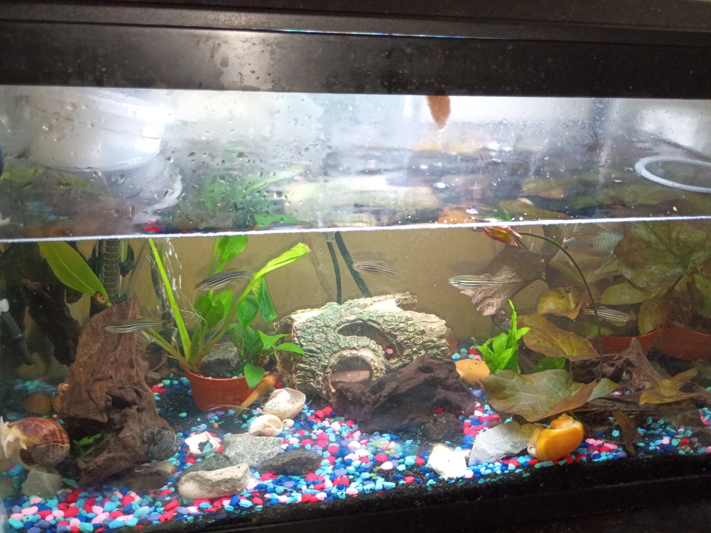Ramshorns Tank - photo 5