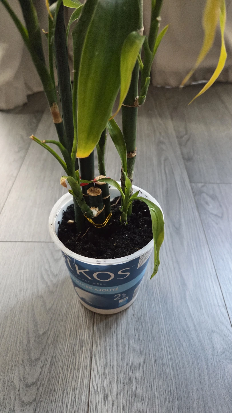 Lucky Bamboo Plant - photo 4
