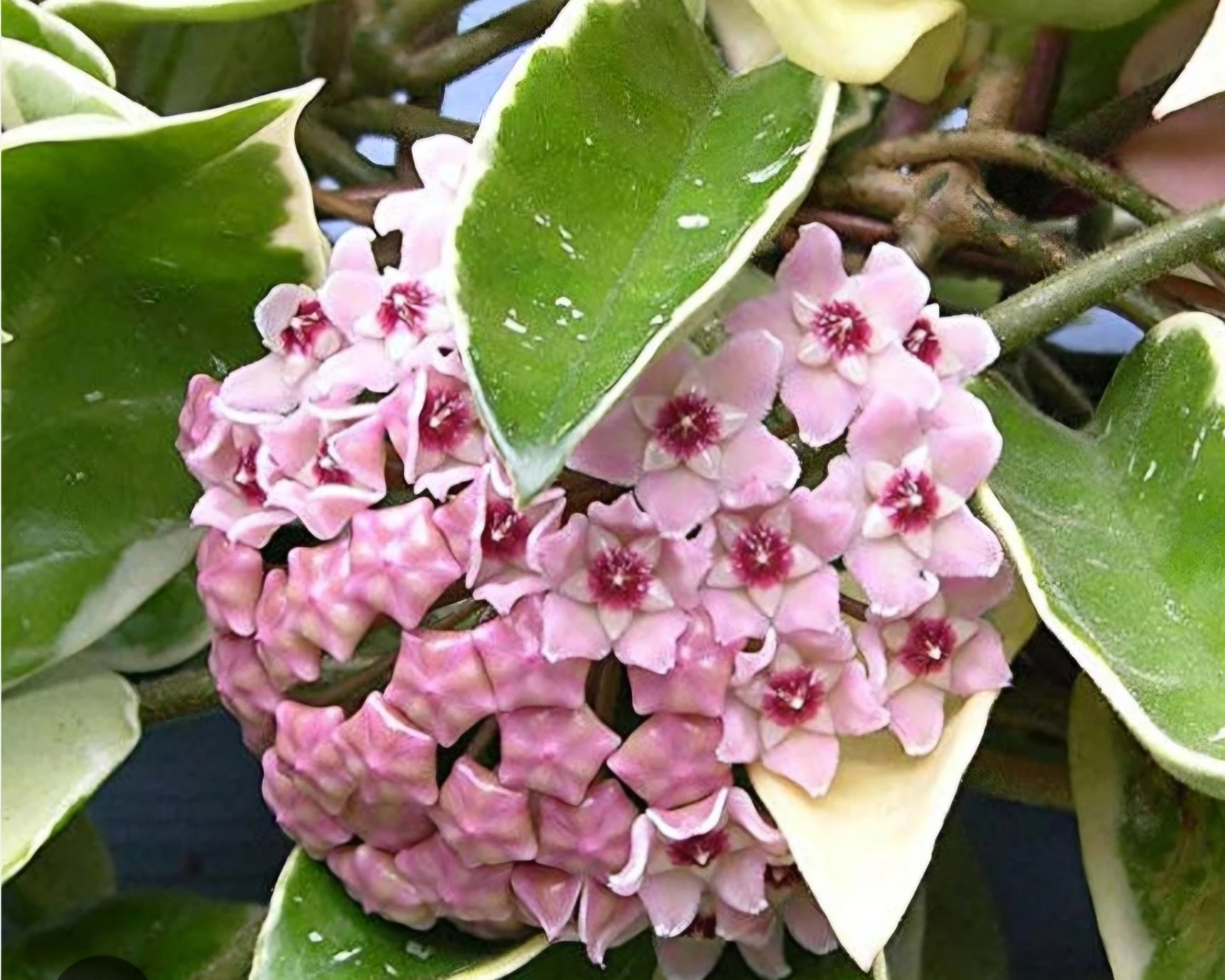 Hoya Carnosa krimson queen  fresh cutting