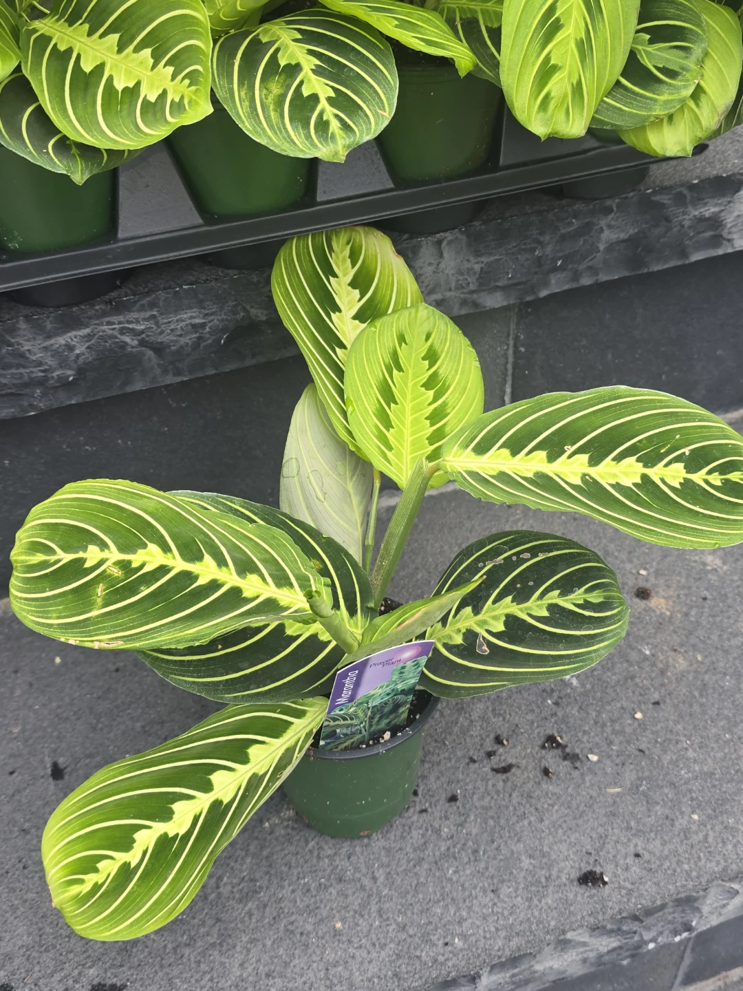 Maranta  lime lemon