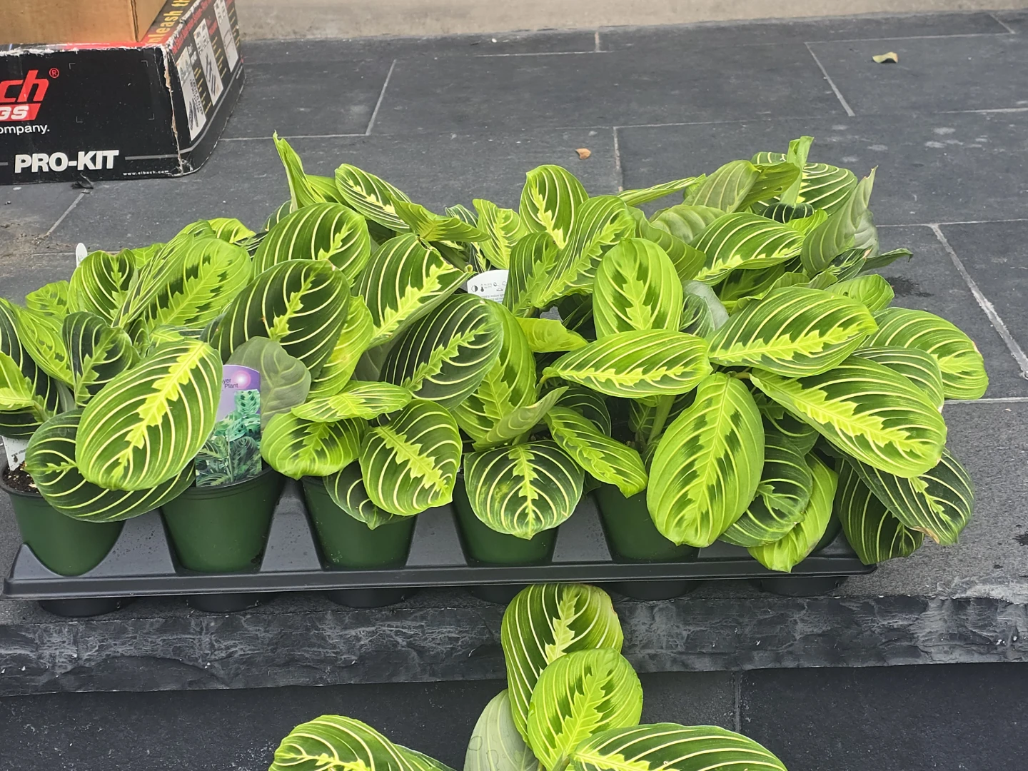 Maranta  lime lemon - photo 2