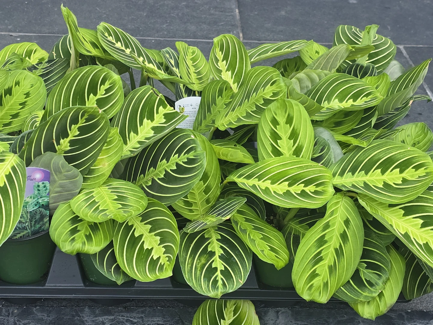 Maranta  lime lemon - photo 3
