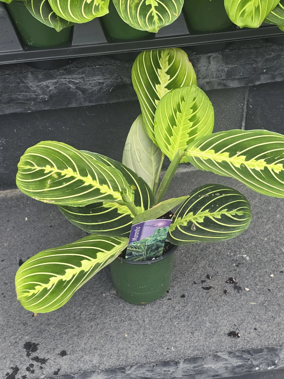 Maranta  lime lemon - photo 4