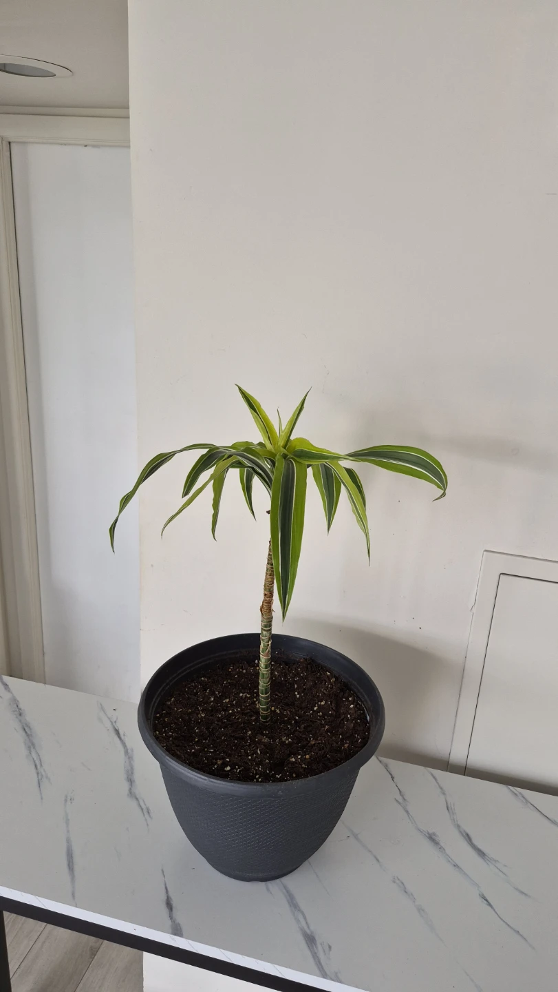 Selling plants. Dracenas. Pothos. Monsteras - photo 5