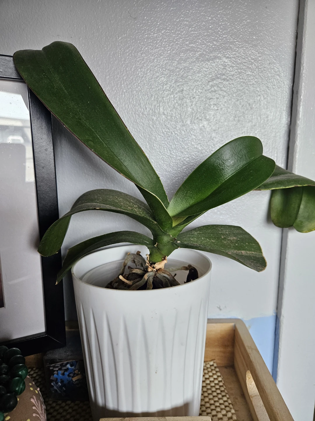 Plant Lot - Orchid, Calathea, Cactus, Monstera Adansonii