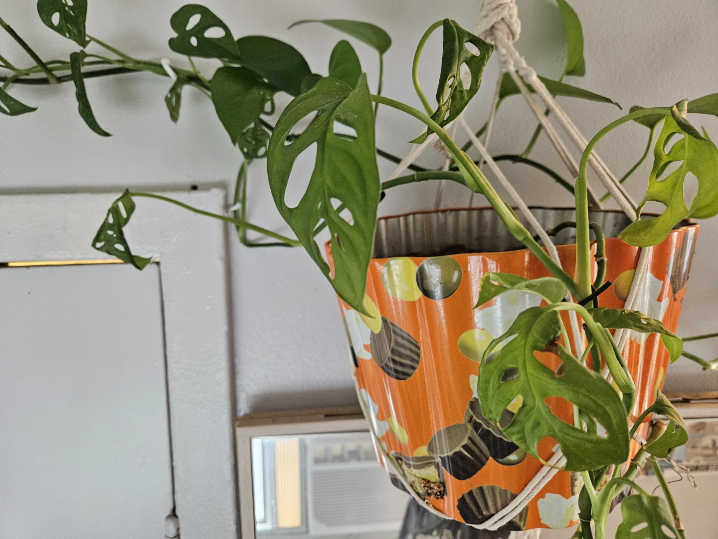 Plant Lot - Orchid, Calathea, Cactus, Monstera Adansonii - photo 5